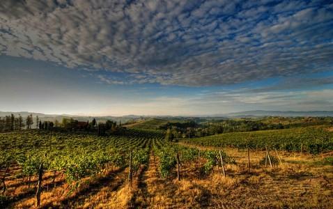 VERITAS: sustainable wine production