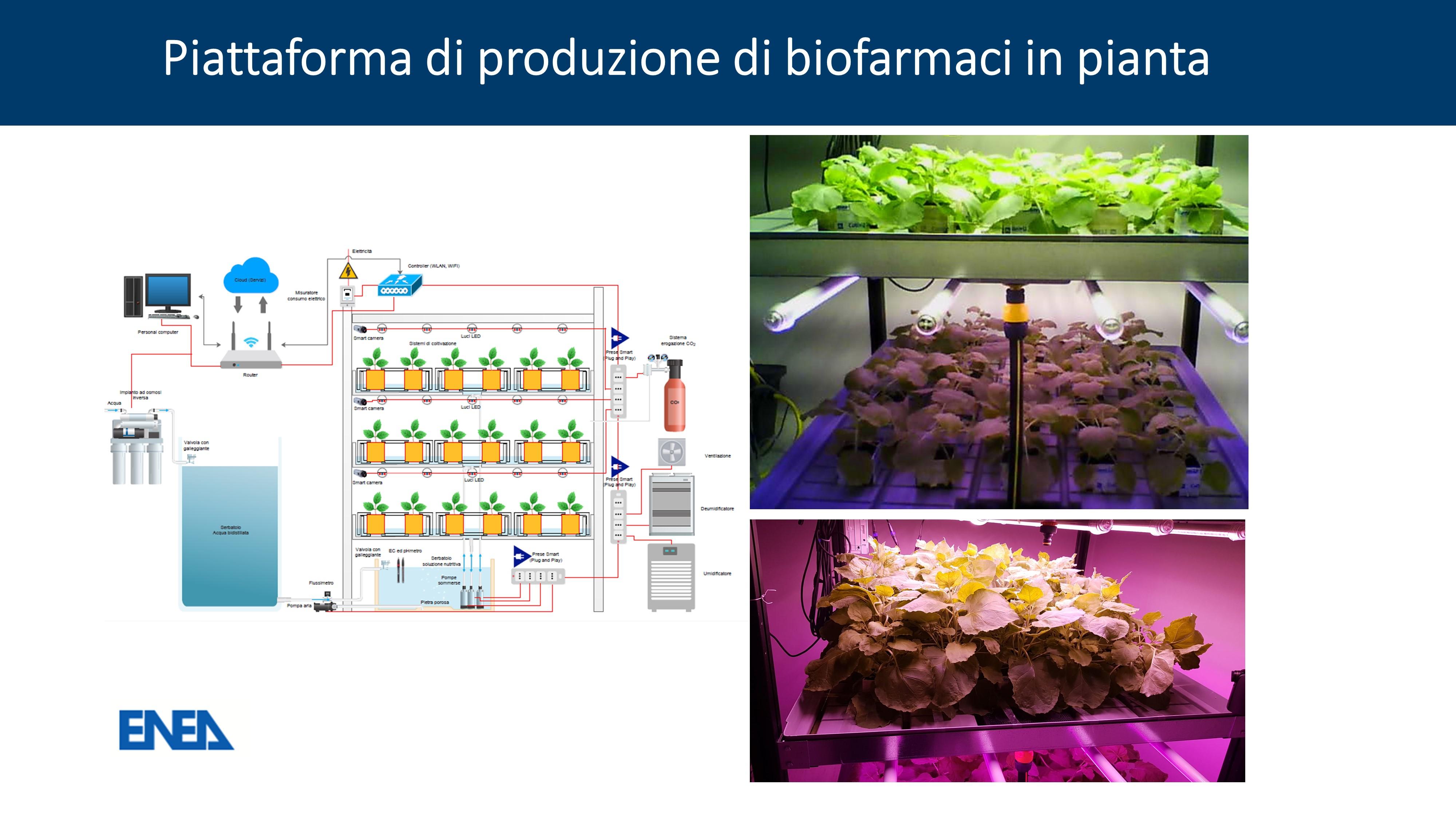 Plant Molecular Farming - Piante 